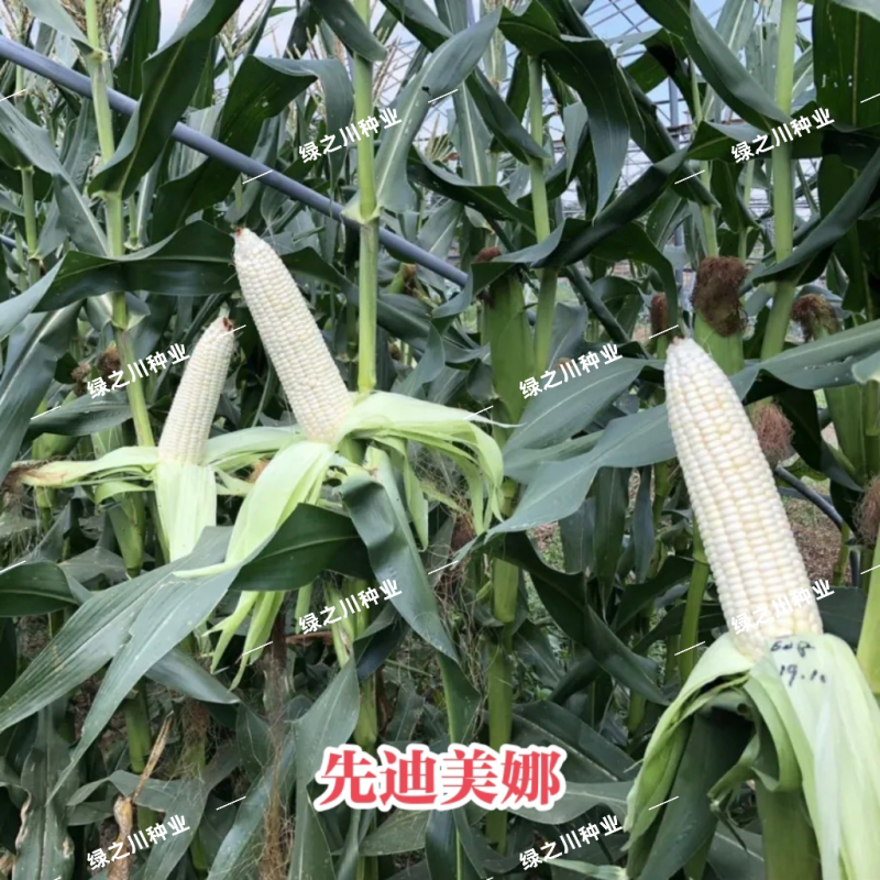 先迪美娜甜糯玉米种子矮杆大棒加甜糯玉米种子又甜又糯的玉米