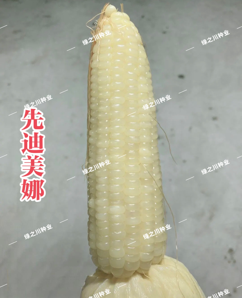 先迪美娜甜糯玉米种子矮杆大棒加甜糯玉米种子又甜又糯的玉米