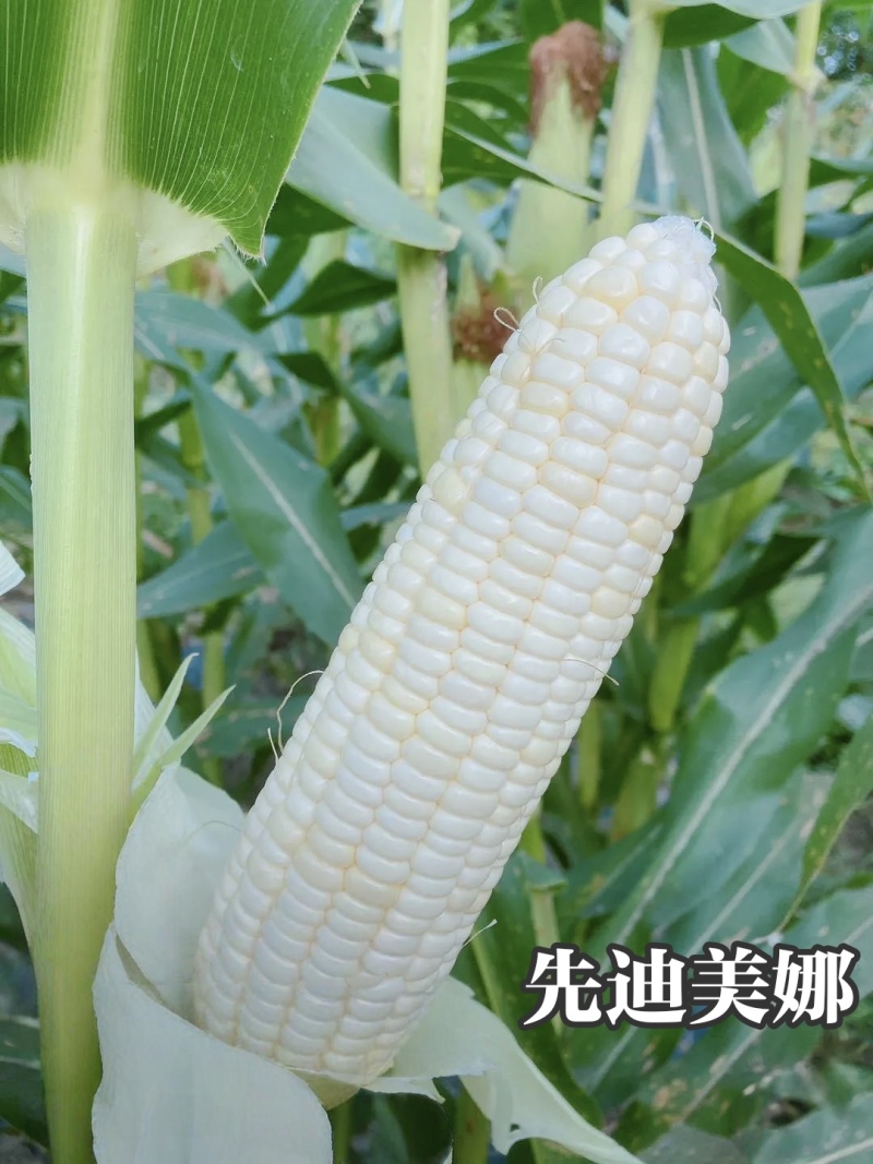 先迪美娜甜糯玉米种子矮杆大棒加甜糯玉米种子又甜又糯的玉米