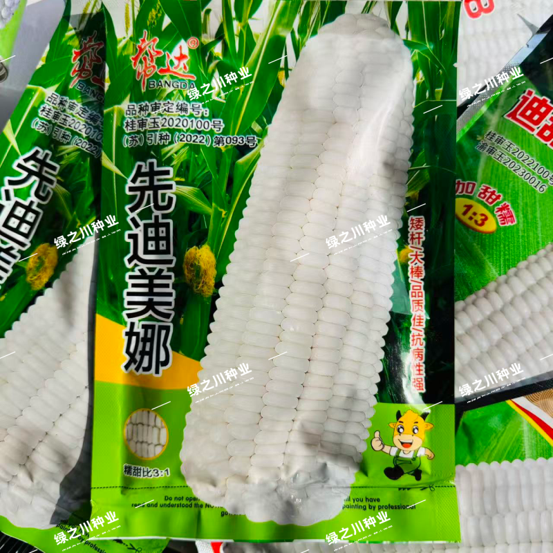 先迪美娜甜糯玉米种子矮杆大棒加甜糯玉米种子又甜又糯的玉米