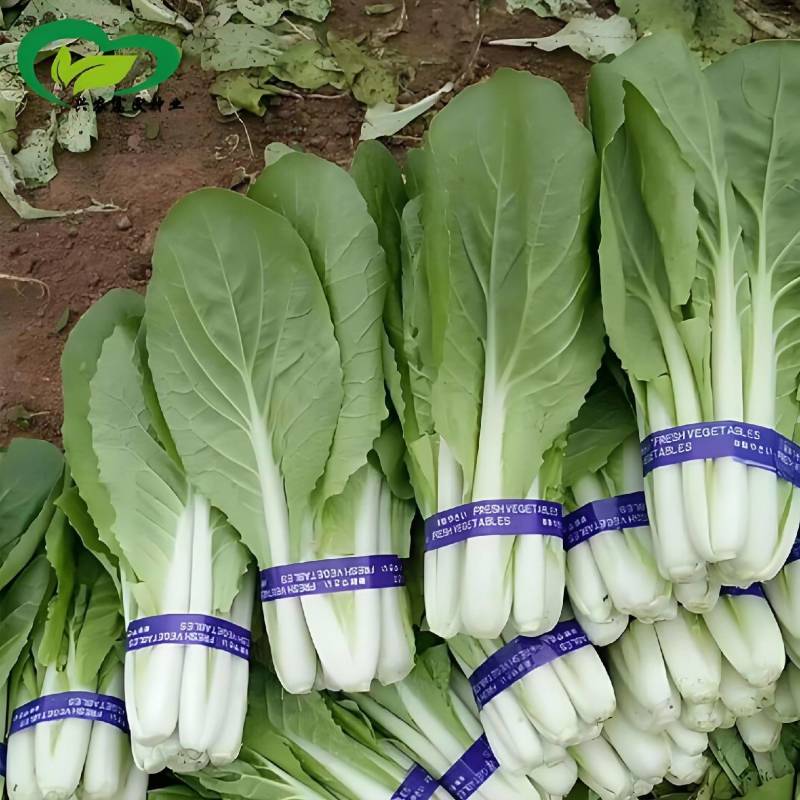 菠菜，西芹，油麦菜，上海青，黄芽白，矮脚黑菜，生菜