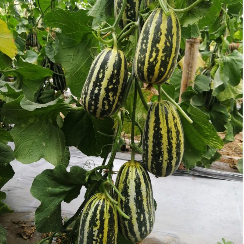 博洋91薄皮甜瓜种子杂交一代中大果型适应性强稳产好抗病