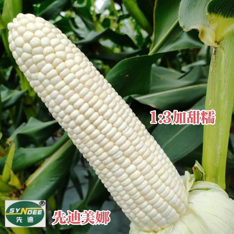 迪甜糯336玉米种子矮杆甜糯玉米种子特大棒超甜糯鲜食玉米