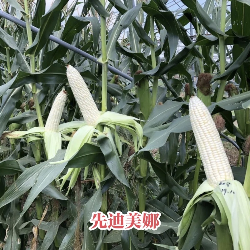 迪甜糯336玉米种子矮杆甜糯玉米种子特大棒超甜糯鲜食玉米