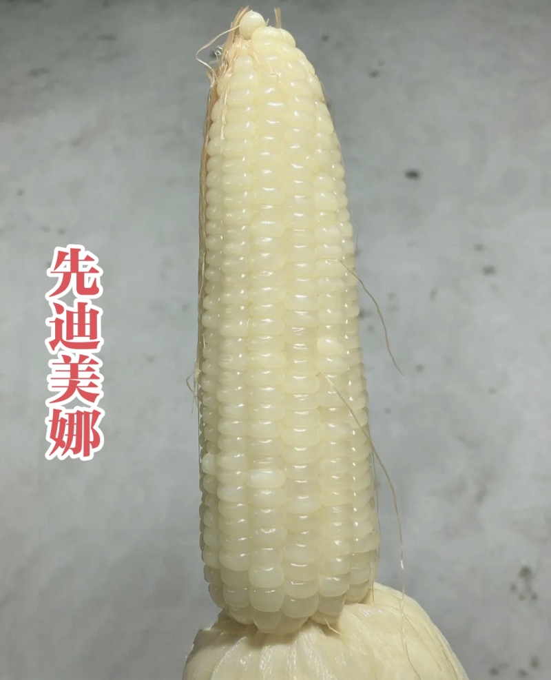 迪甜糯336玉米种子矮杆甜糯玉米种子特大棒超甜糯鲜食玉米