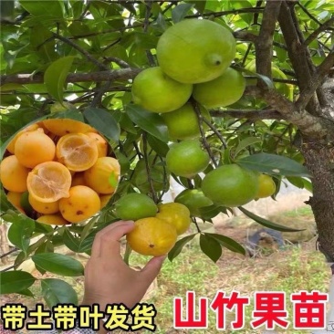 岭南山竹嫁接果树苗老蒙木树苗黄金山竹苗耐寒品种