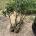 岭南山竹嫁接果树苗老蒙木树苗黄金山竹苗耐寒品种