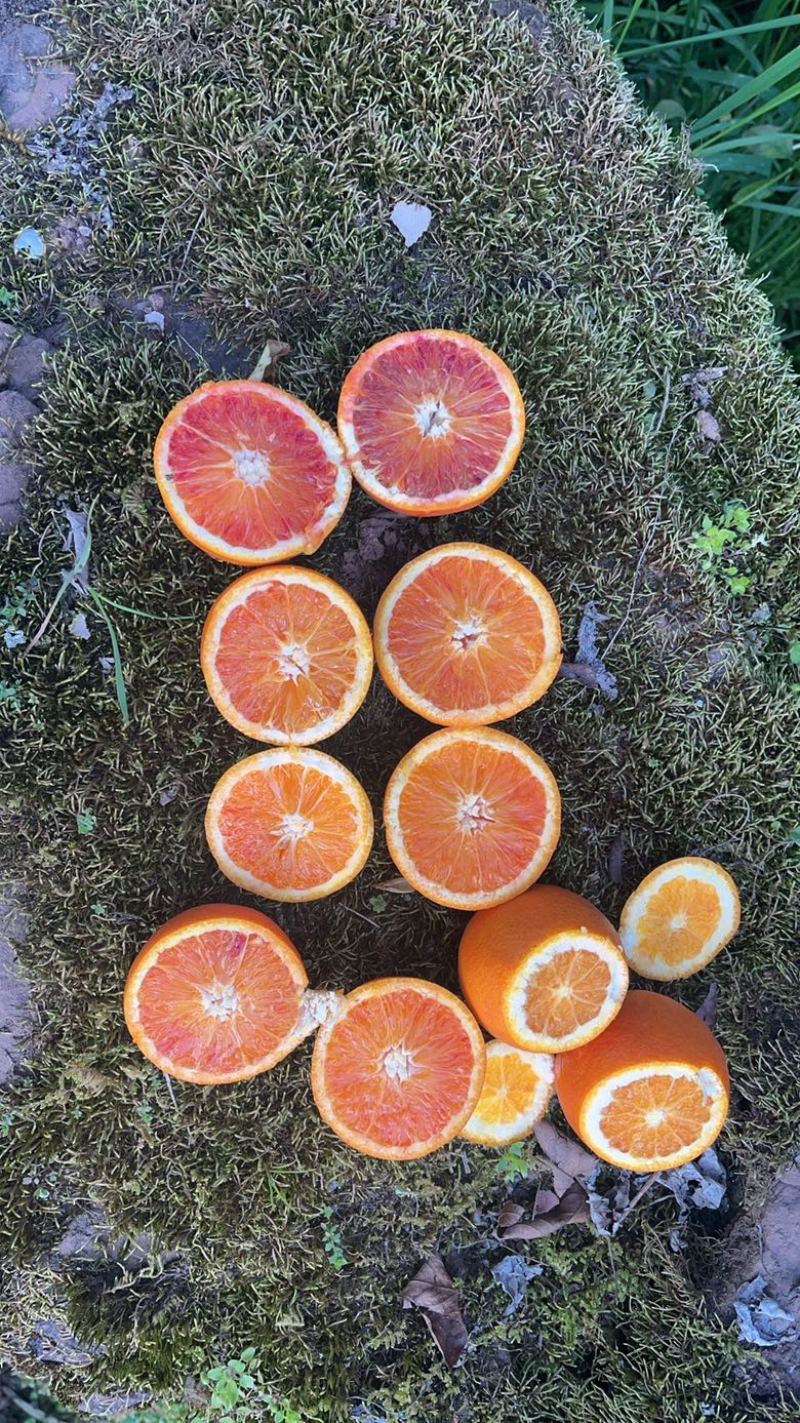 塔罗科血橙