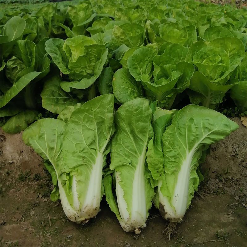 申萌烈火金刚快菜种子抗热耐湿无毛白菜种子小青菜种子