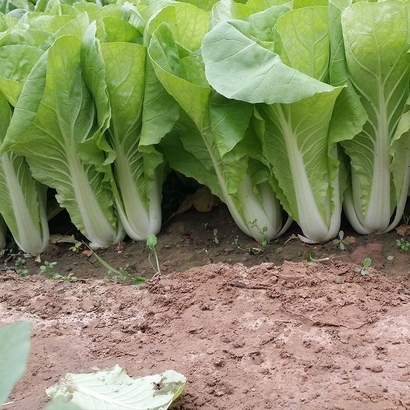 申萌烈火金刚快菜种子抗热耐湿无毛白菜种子小青菜种子