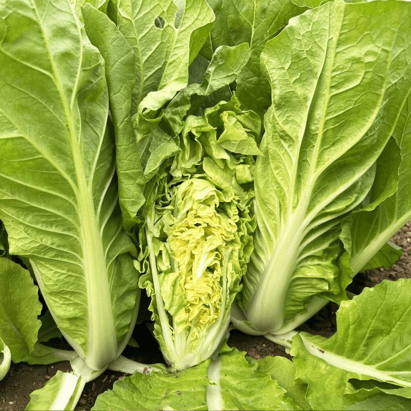 申萌烈火金刚快菜种子抗热耐湿无毛白菜种子小青菜种子