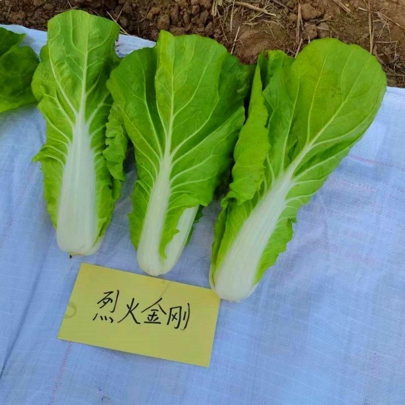 申萌烈火金刚快菜种子抗热耐湿无毛白菜种子小青菜种子
