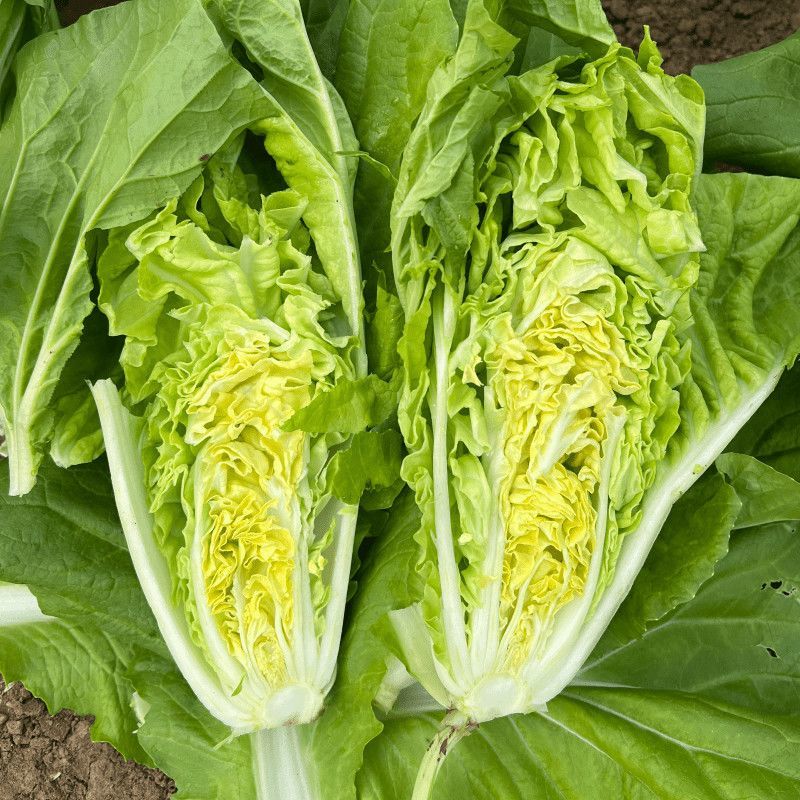 申萌烈火金刚快菜种子抗热耐湿无毛白菜种子小青菜种子