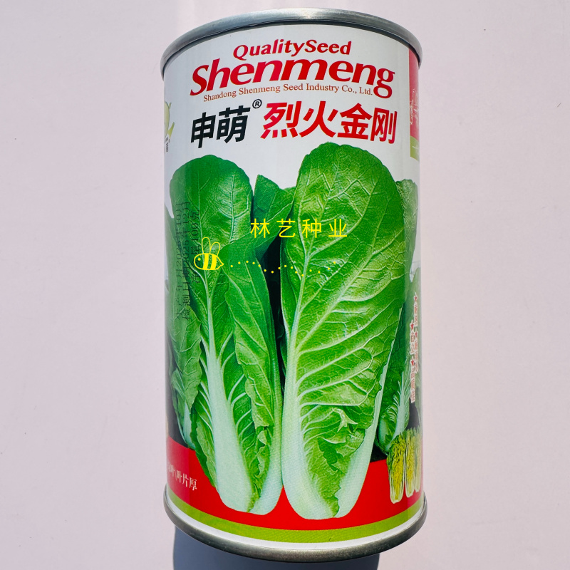申萌烈火金刚快菜种子抗热耐湿无毛白菜种子小青菜种子