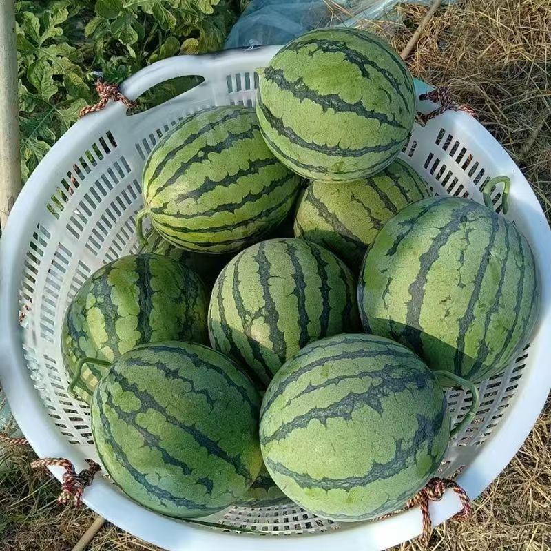 卡其美都中早熟西瓜种子中早熟易坐果肉酥脆甘甜多汁不空心