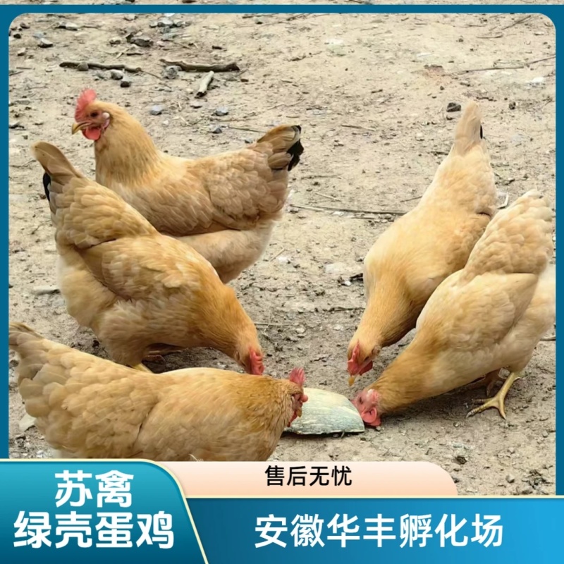 各种品种鸡苗混搭发货可选择单一品种20只起发