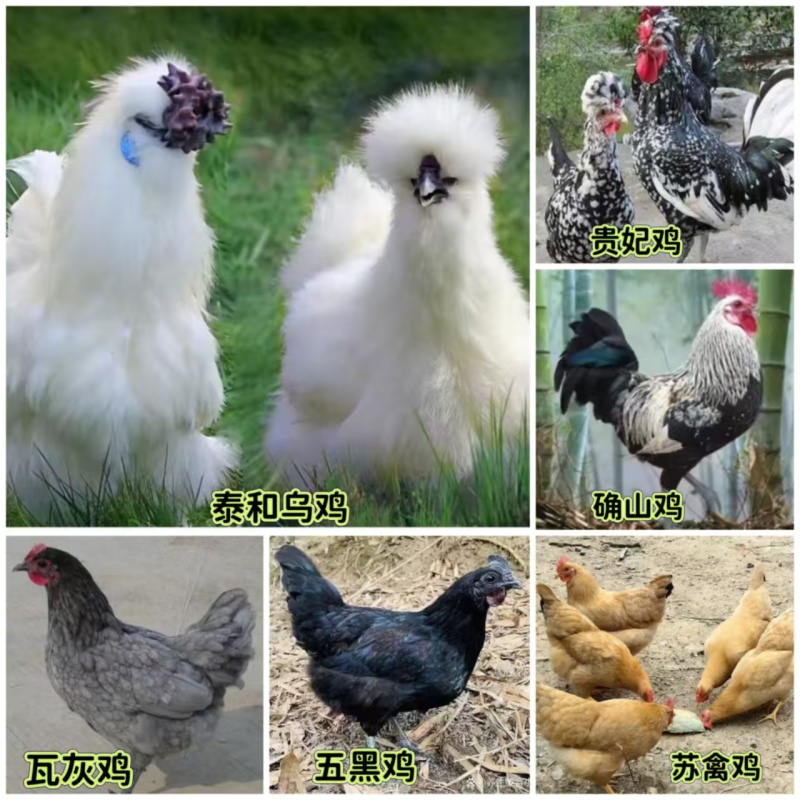 各种品种鸡苗混搭发货可选择单一品种20只起发