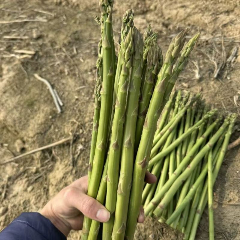 UC157F2进口青芦笋种子美国芦笋种籽多年生蔬菜基地种