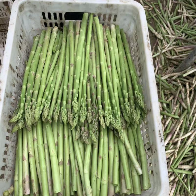 UC157F2进口青芦笋种子美国芦笋种籽多年生蔬菜基地种