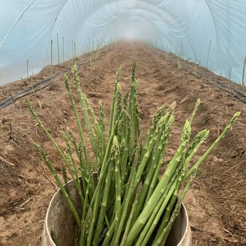 UC157F2进口青芦笋种子美国芦笋种籽多年生蔬菜基地种
