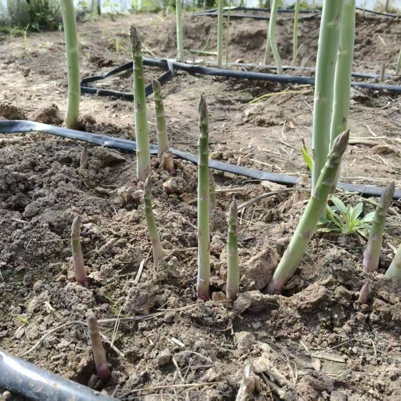 UC157F2进口青芦笋种子美国芦笋种籽多年生蔬菜基地种