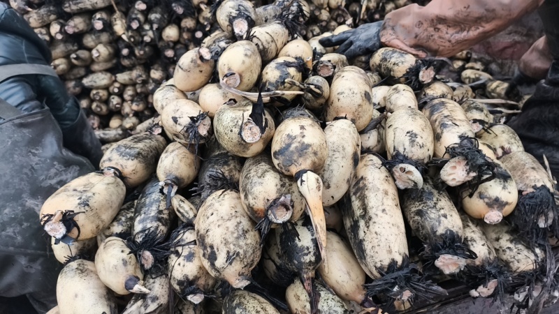 小藕头超市每天鲜货加工厂货摆地摊货