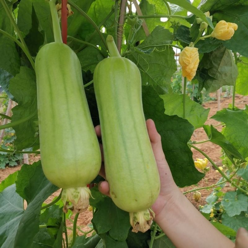 玉帅短棒肉丝瓜种子中早熟果皮绿白光滑油亮肉质紧实细嫩