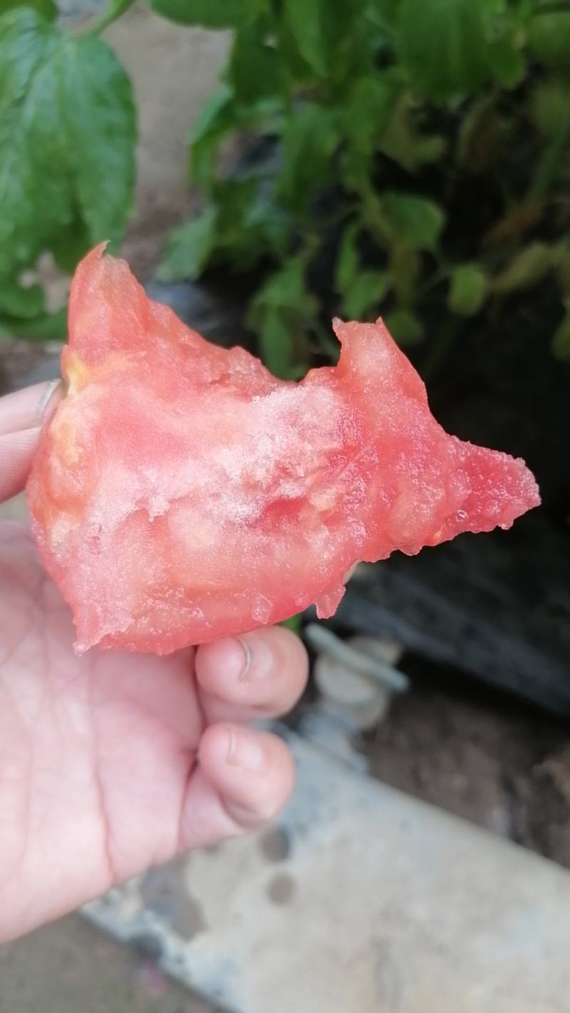 沙甜水果西红柿大量上市了