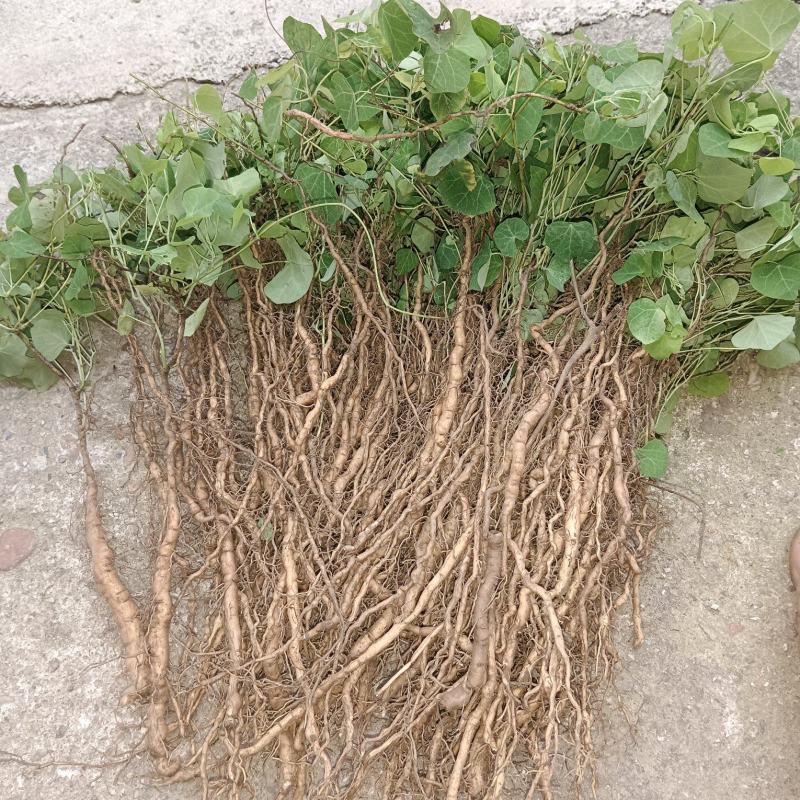 粉防已大苗2年苗，千金藤，土木香苗，江西道地药材