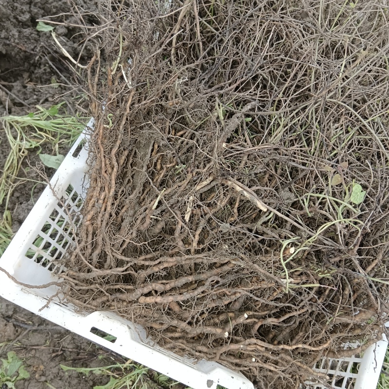 粉防已大苗2年苗，千金藤，土木香苗，江西道地药材