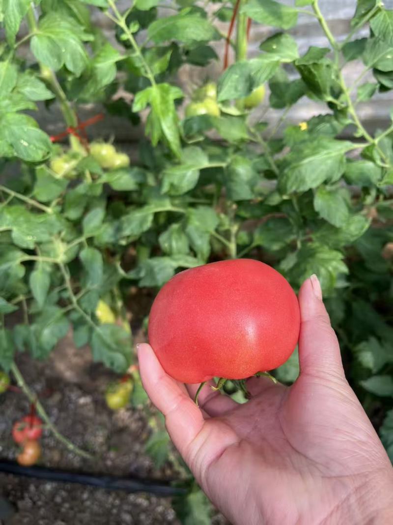 普罗旺斯西红柿