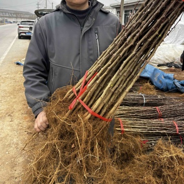 大红袍花椒树苗山东临沂基地现挖发货
