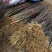 大红袍花椒树苗山东临沂基地现挖发货