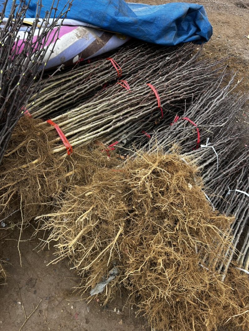 大红袍花椒树苗山东临沂基地现挖发货