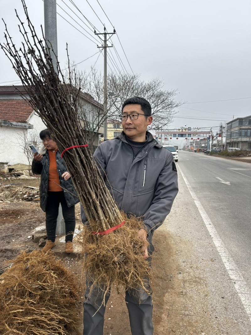 大红袍花椒树苗山东临沂基地现挖发货