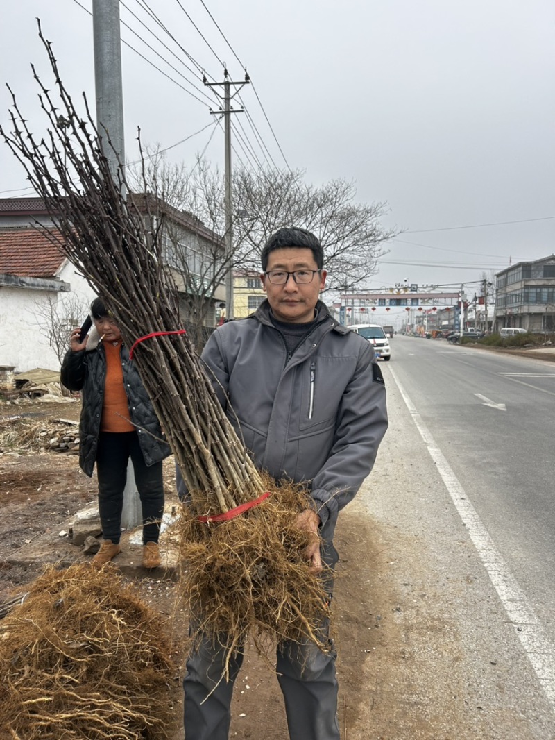 大红袍花椒树苗山东临沂基地现挖发货