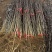 大红袍花椒树苗山东临沂基地现挖发货