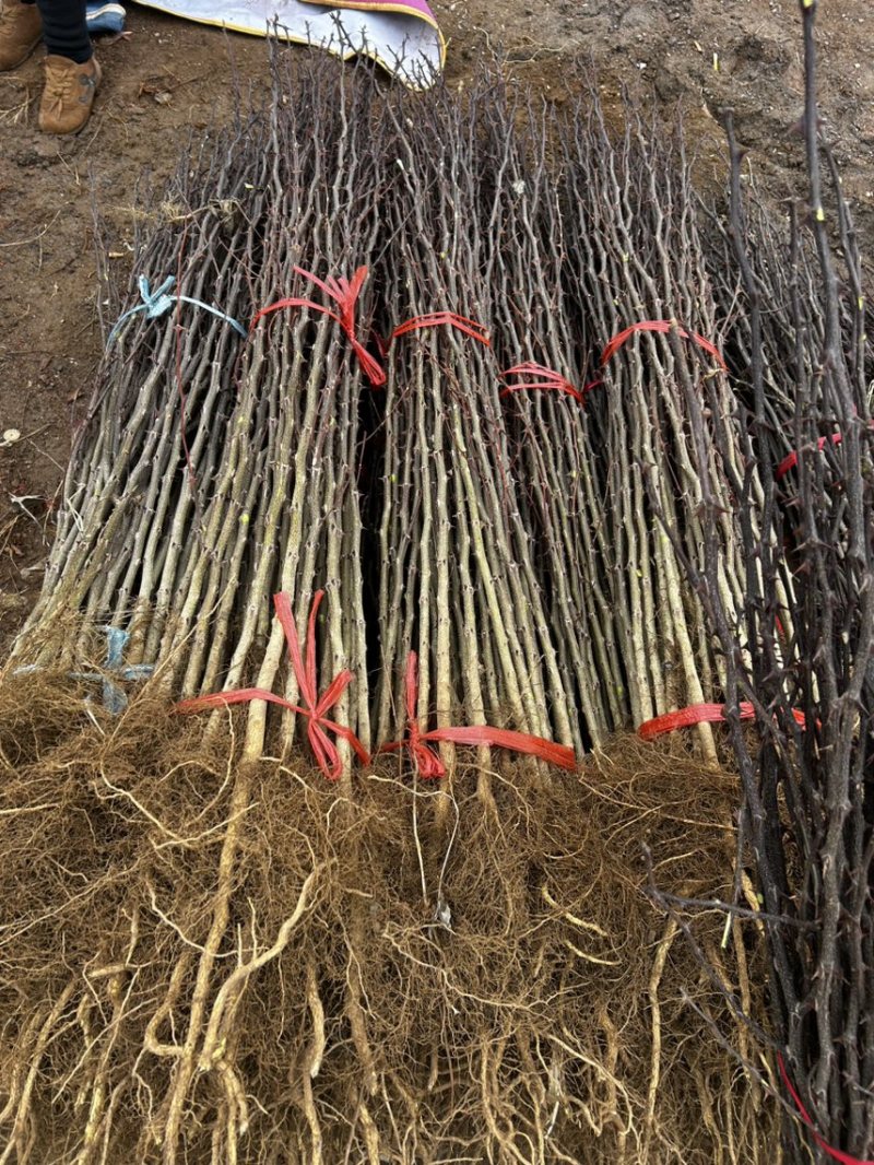 大红袍花椒树苗山东临沂基地现挖发货