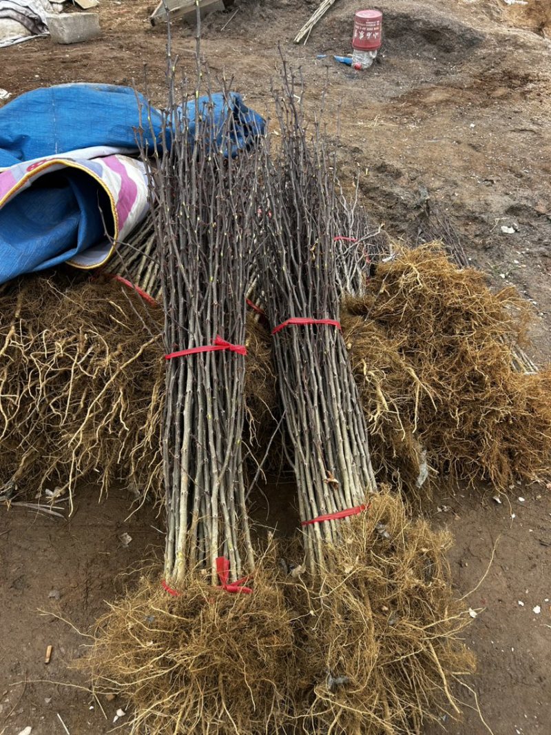 大红袍花椒树苗山东临沂基地现挖发货