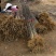 大红袍花椒树苗山东临沂基地现挖发货