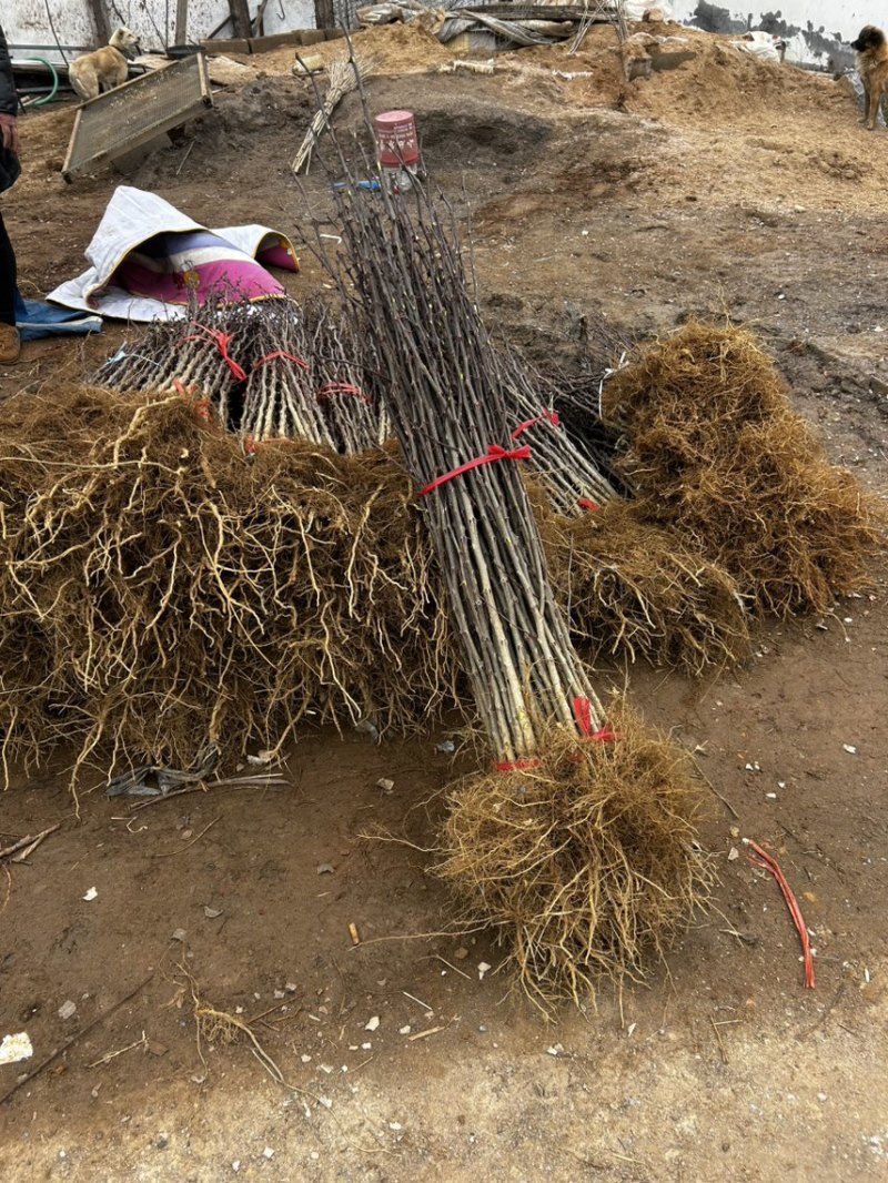 大红袍花椒树苗山东临沂基地现挖发货