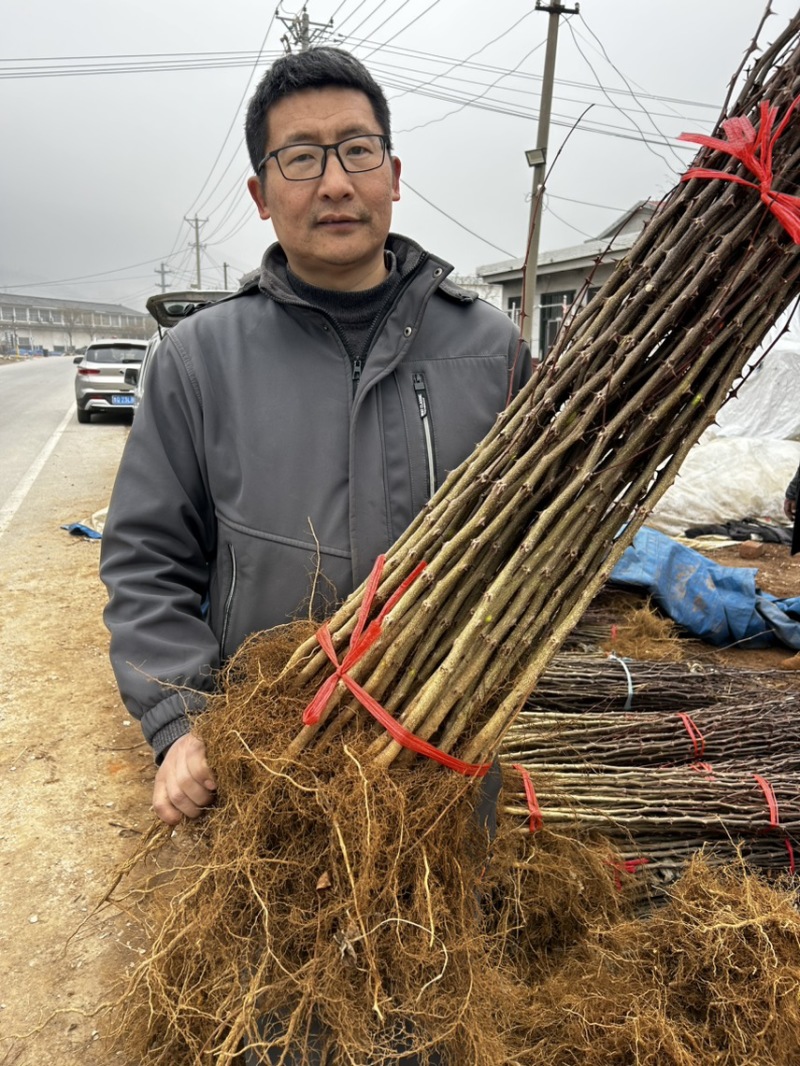 大红袍花椒树苗山东临沂基地现挖发货