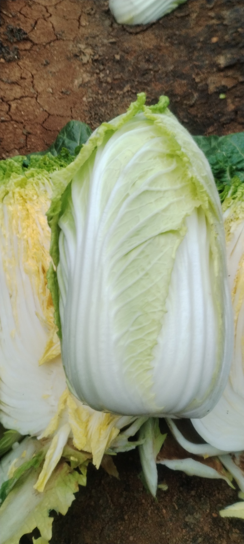 精品大小娃娃菜产地直发