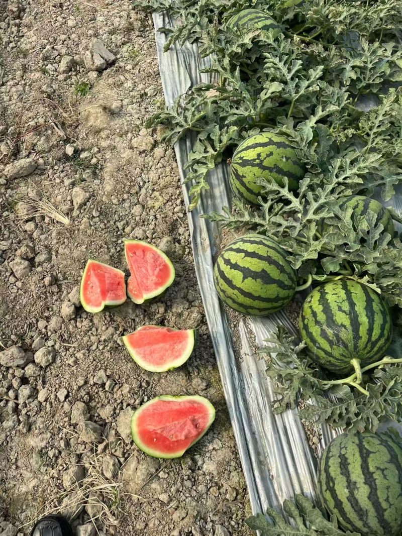 美都麒麟西瓜云南本地小甜王大量上市欢迎下单