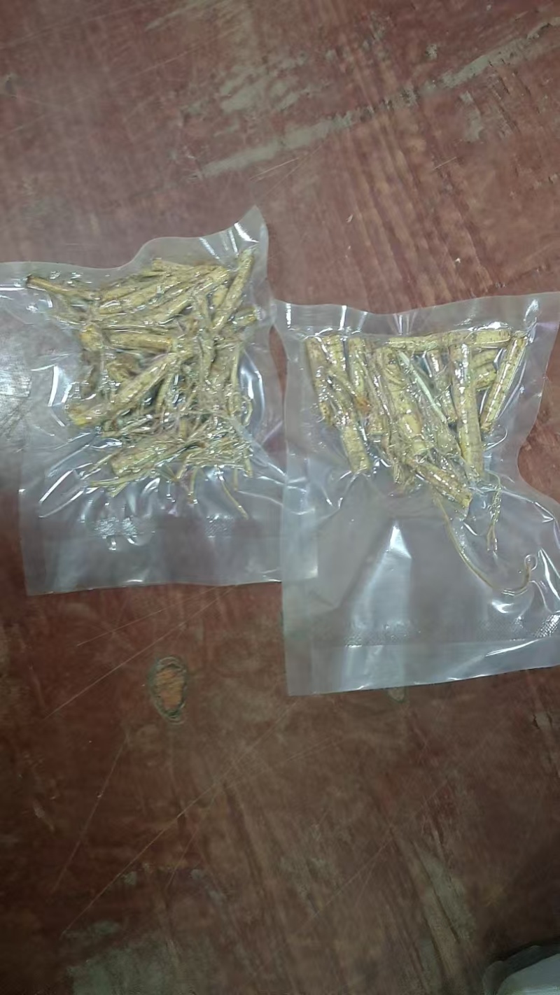 精品五指毛头
