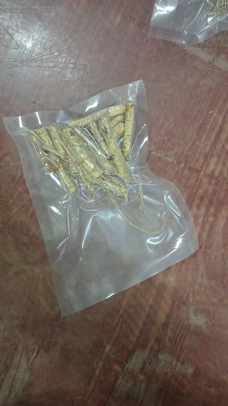 精品五指毛头