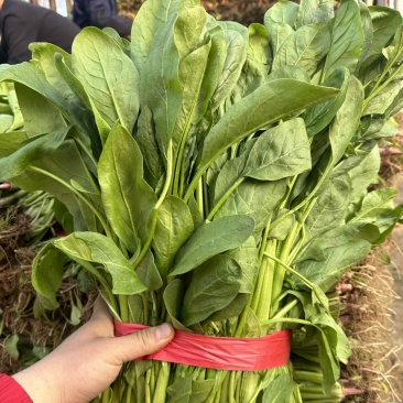 高杆小叶菠菜量大价格合适