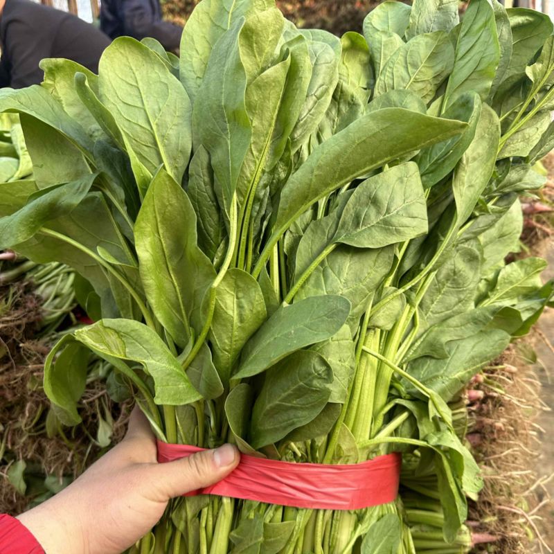 高杆小叶菠菜量大价格合适