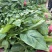 高杆小叶菠菜量大价格合适