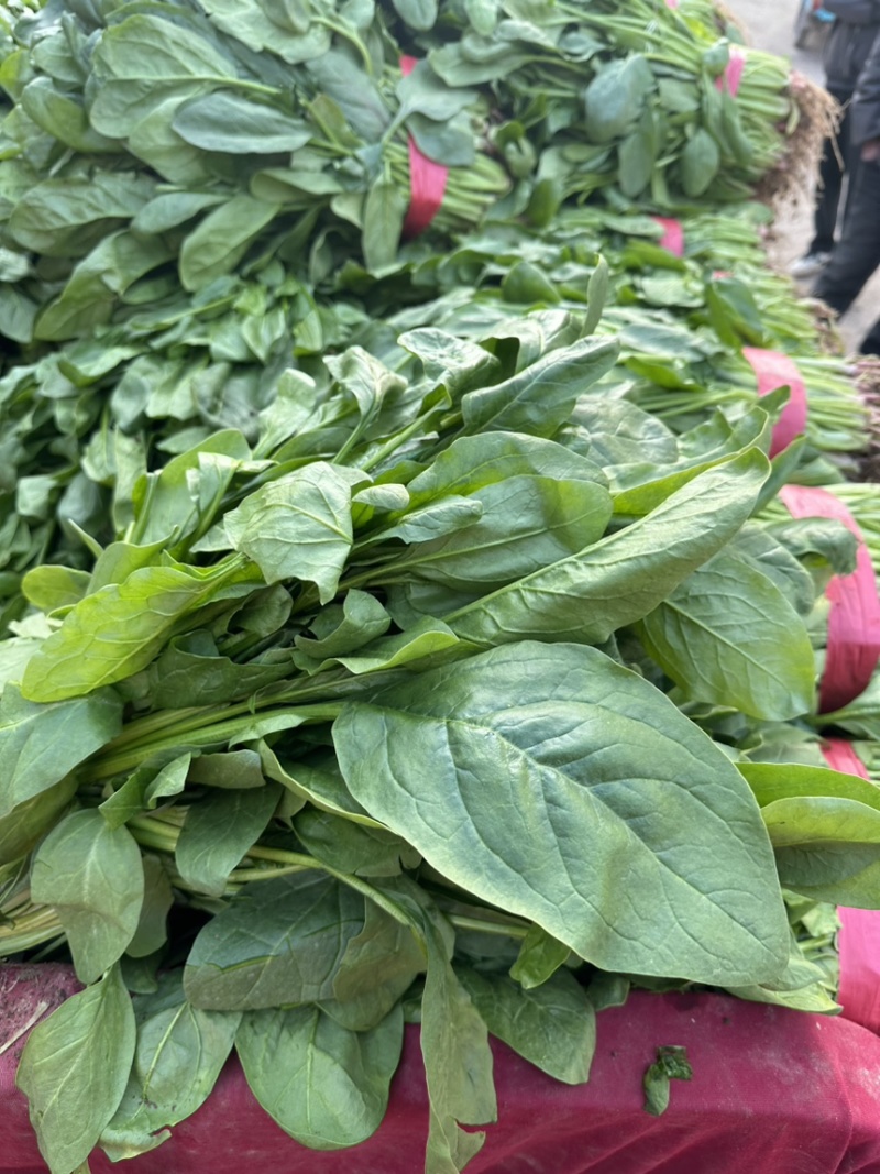 高杆小叶菠菜量大价格合适